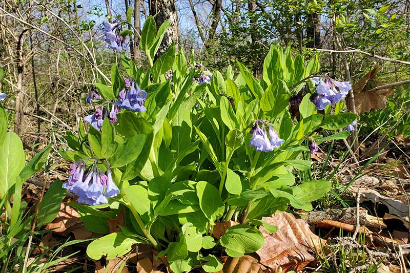 A close up horizontal image of Mertensia virginica growing in the garden pictured in light sunshine.