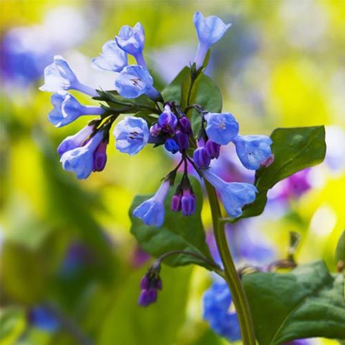 A close up square image of the bright blue flowers of Mertensia virginica pictured in bright sunshine on a soft focus background.
