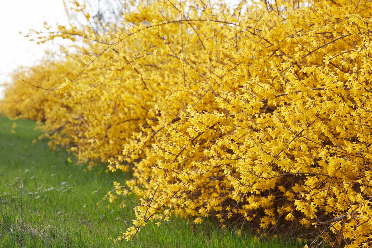 A close up horizontal image of a blooming hedge of weeping forsythia growing in the garden.