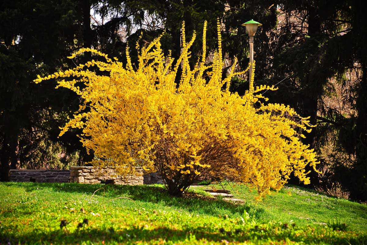 A horizontal image of a large weeping forsythia (F. suspensa) shrub growing in a sunny garden with trees in soft focus in the background.