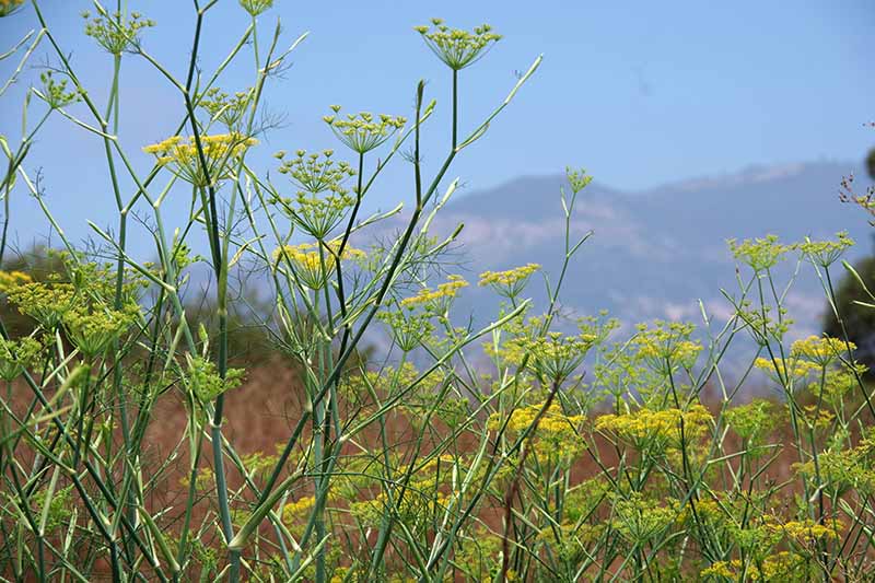 A horizontal image of fennel growing wild on a mountainside.