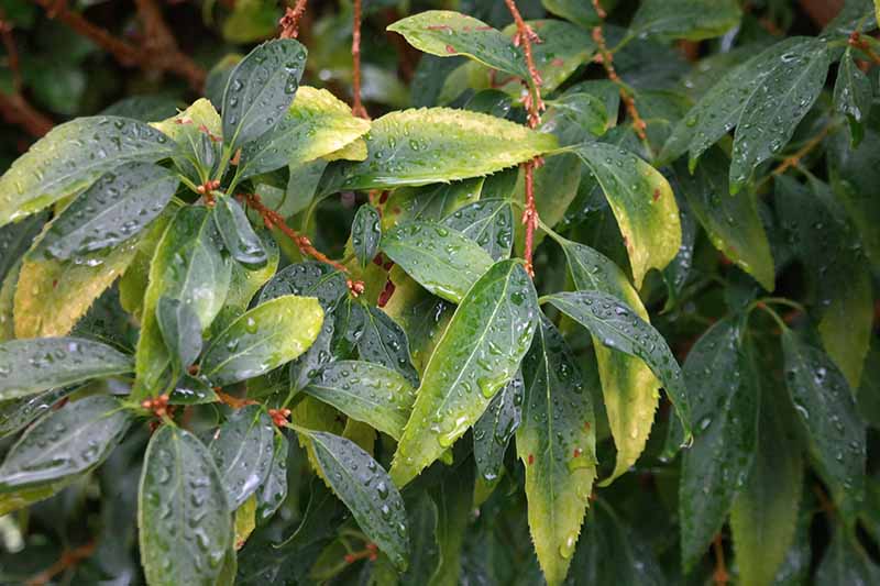 A close up horizontal image of the foliage of a forsythia shrub with leaves that are starting to turn yellow, covered in droplets of water.