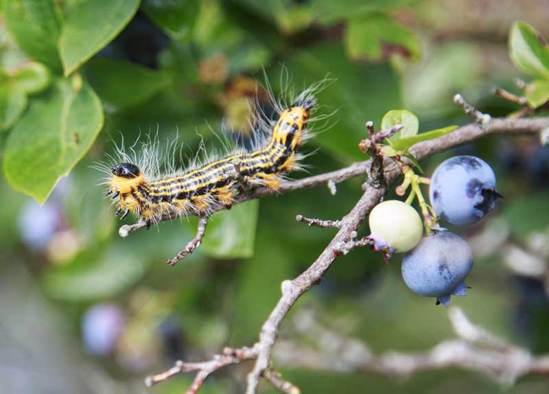 Yellow-necked caterpillar on a blueberry bush.