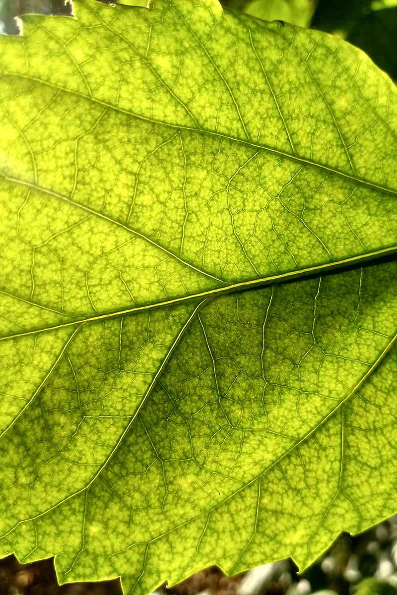 A close up vertical image of a leaf that is suffering from chlorosis and turning yellow.
