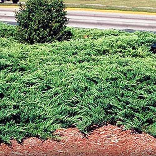 A close up square image of Youngstown juniper growing as ground cover growing by the side of a road.