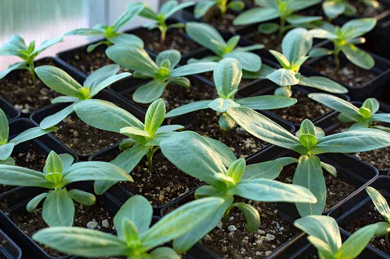 A close up horizontal image of seedlings growing in flats indoors ready to plant out into the garden.