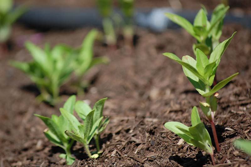 A close up horizontal image of rows of seedlings planted out in the garden in spring.