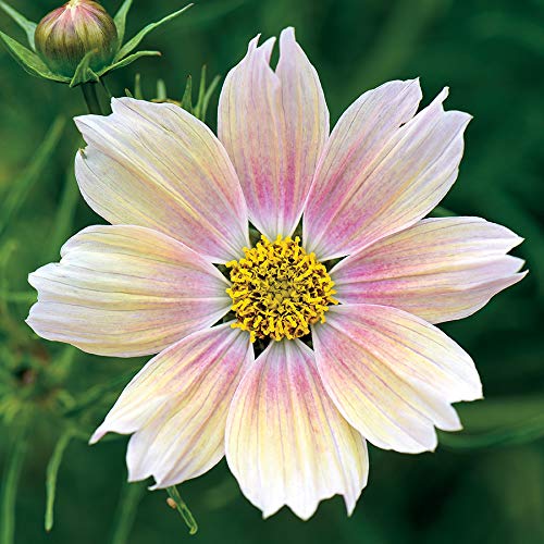 25 Of The Best Cosmos Flower Cultivars Gardeners Path