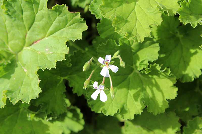 A close up horizontal image of the foliage and delicate white flower of apple scented geranium pictured in bright sunshine.