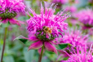 Close up of a pink bee balm (Monarda) flower.