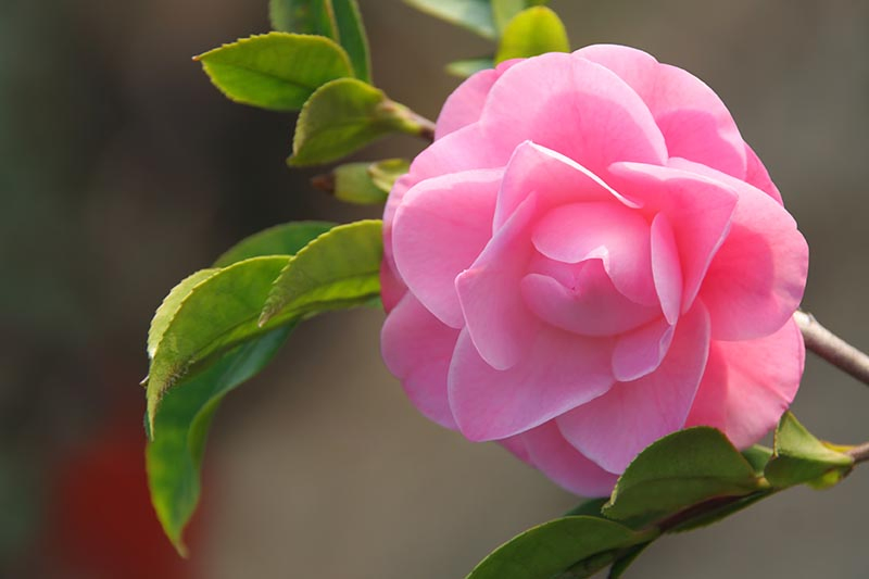 A close up horizontal image of a pink camellia flower pictured on a soft focus background.