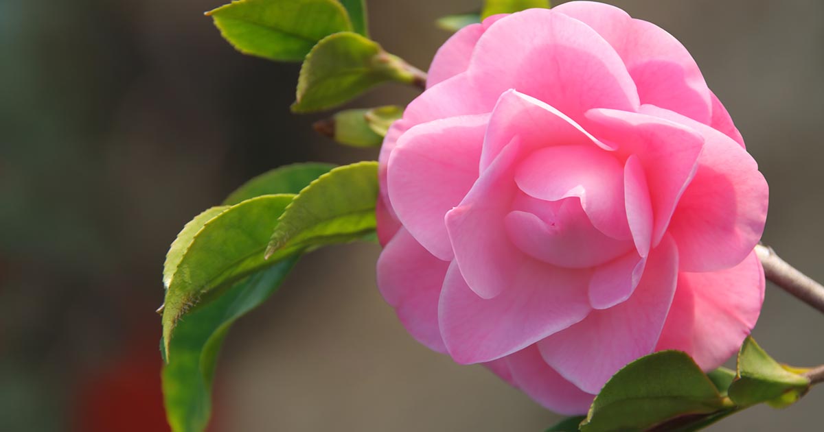 11 of the Best Camellia Cultivars to Grow at Home | Gardener's Path