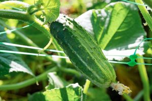 A close up horizontal image of a cucumber growing in the garden pictured in light filtered sunshine on a soft focus background.