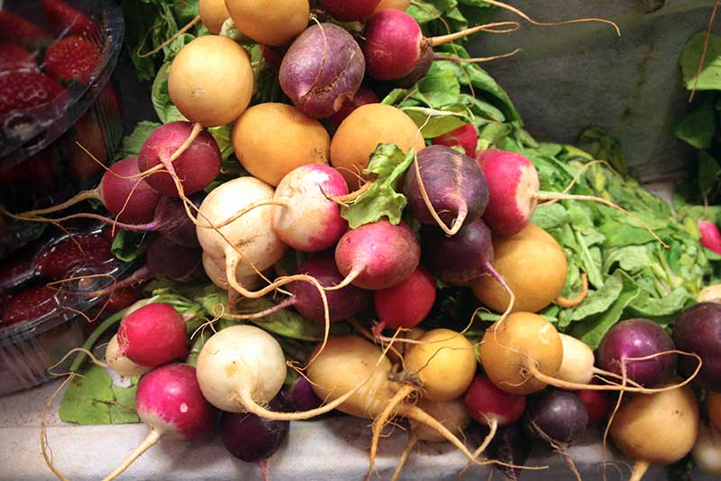 A close up horizontal image of different radish varieties in a pile on a kitchen counter.