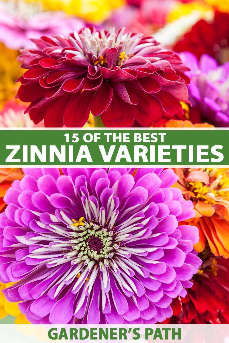 A close up vertical image of brightly colored zinnia flowers pictured on a soft focus background. To the center and bottom of the frame is green and white printed text.