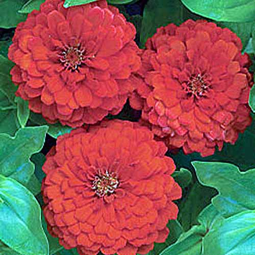 A close up square image of bright red 'Big Red' flowers growing in the garden.