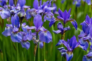 How to Plant and Grow Iris Flowers | Gardener’s Path