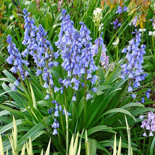 Blue wood hyacinth or bluebells in full bloom in a flower garden.