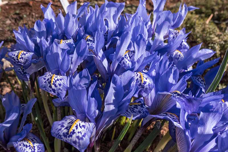 A close up horizontal image of a clump of bright blue Syrian iris flowers growing in the garden pictured in light sunshine.