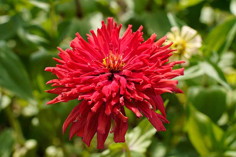 A close up horizontal image of a bright red cactus flowered zinnia growing in the garden pictured in bright sunshine on a soft focus background.