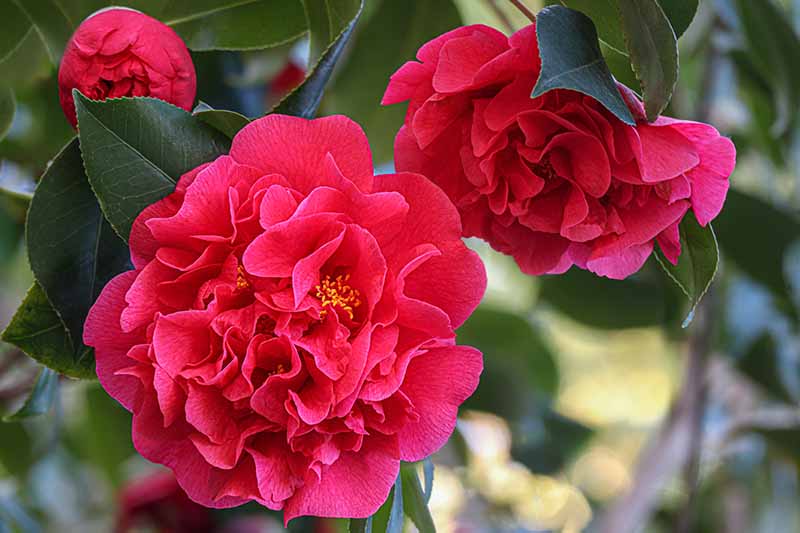 A close up horizontal image of bright red peony blooming camellia flowers pictured on a soft focus background.