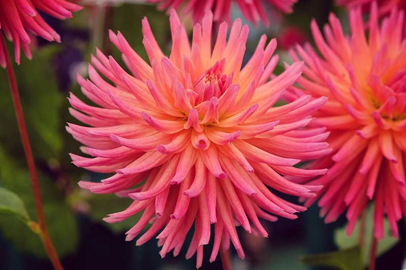 A close up horizontal image of a bright pink Cactus dahlia flower pictured on a soft focus background.