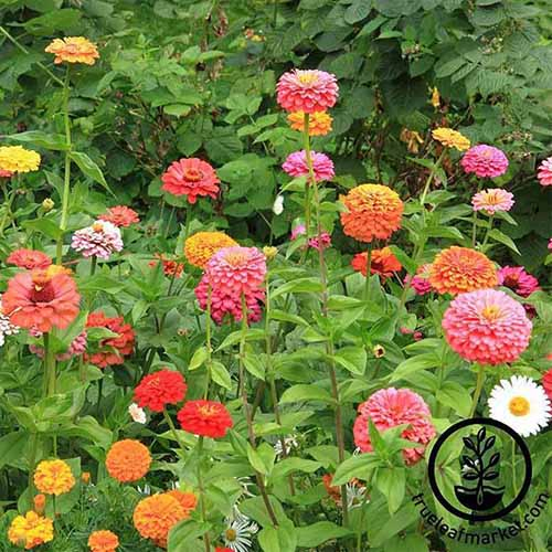 A close up square image of different colored 'California Giant' zinnia flowers growing in the garden. To the bottom right of the frame is a black circular logo with text.