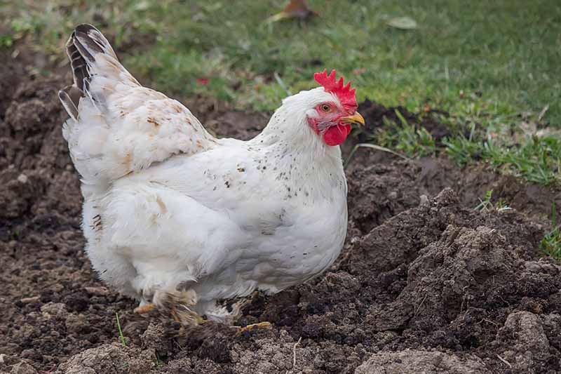 A close up horizontal image of a chicken scratching through the soil in a garden bed.