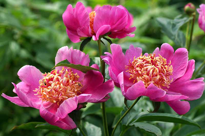 A close up horizontal image of bright pink Paeonia lactiflora flowers growing in the garden pictured on a soft focus background.
