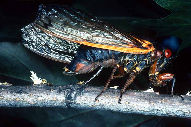A close up horizontal image of a cicada laying eggs under the bark of a maple tree using its ovipositor pictured on a dark background.
