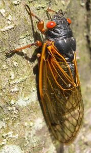 Tips for Avoiding Cicada Damage to Trees | Gardener’s Path