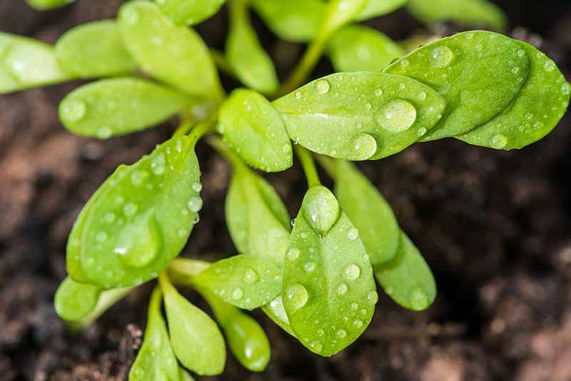 A close up horizontal image of coreopsis seedlings growing in a container.