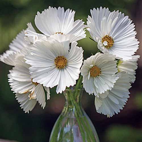 A close up square image of a vase filled 'Cupcake White' cosmos flowers pictured on a soft focus background.