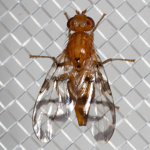 A close up square image of a currant fruit fly on a metal grill.