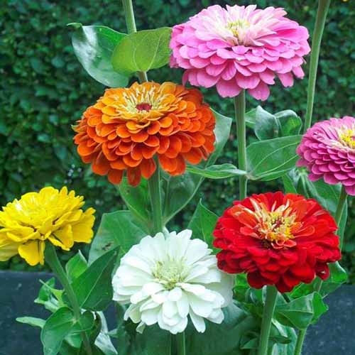 A close up square image of of different colored dahlia flowered zinnias growing in the garden pictured on a soft focus background.