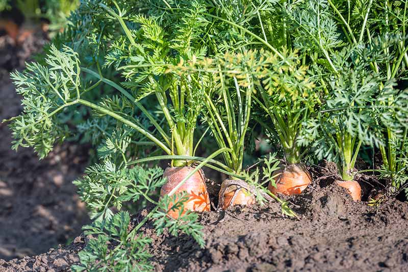 A close up horizontal image of carrots growing in the garden ready for harvest, pictured in bright sunshine.