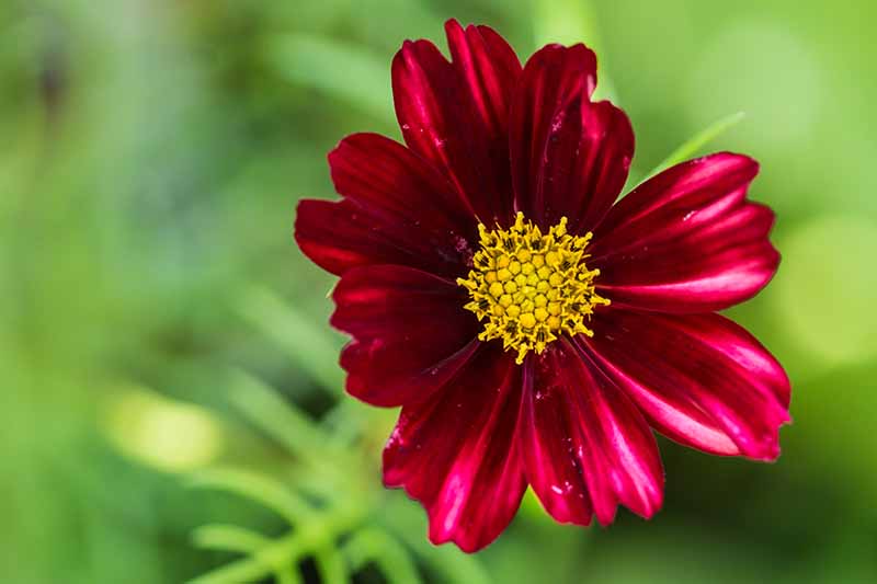 A close up horizontal image of a deep red cosmos 'Velouette' flower pictured on a soft focus background.