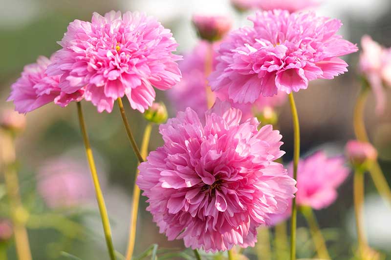 A close up horizontal image of pink C. bipinnatus 'Rose Bon Bon' flowers pictured on a soft focus background.