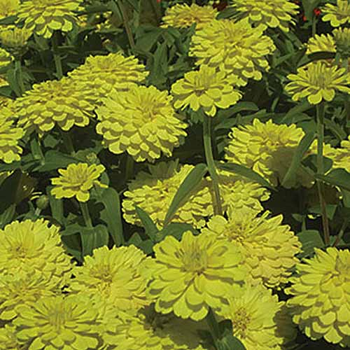 A close up square image of bright yellow 'Double Zahara' flowers growing in the garden.