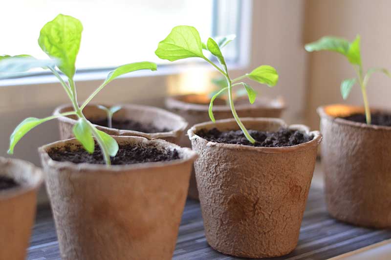 A close up horizontal image of small eggplant seedlings growing indoors in biodegradable pots.