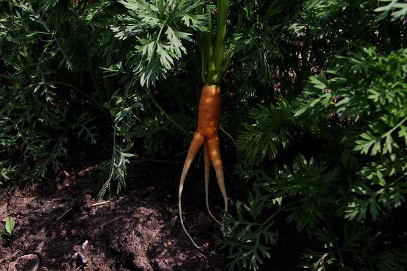 A close up horizontal image of a carrot with a forked end freshly pulled from the ground, surrounded by foliage.