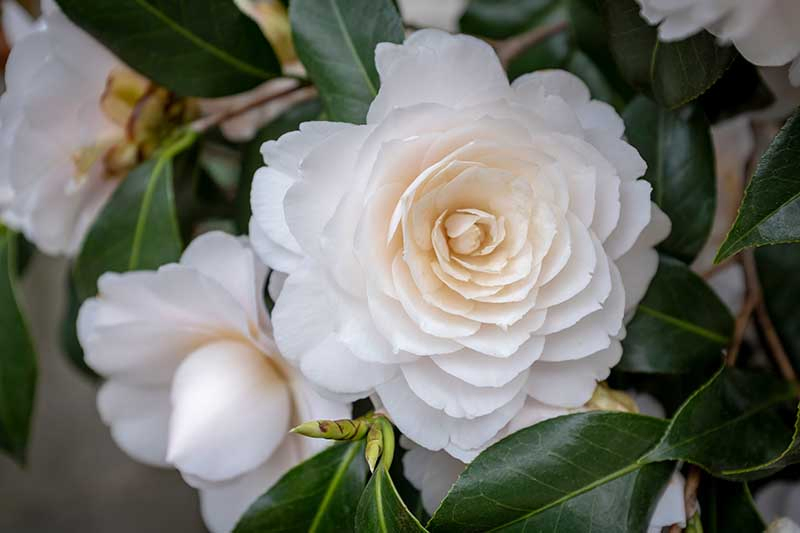 A close up horizontal image of formal double camellia flowers growing in the garden pictured on a soft focus background.