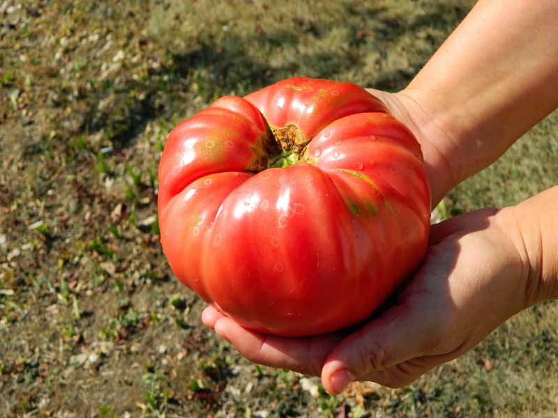 A close up horizontal image of two hands from the right of the frame holding a large 'Brandywine' tomato in both hands with soil in soft focus in the background.