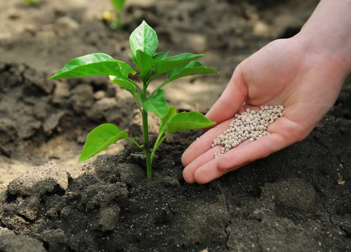 A close up of a hand from the right of the frame applying granular fertilizer to the soil around a pepper plant.