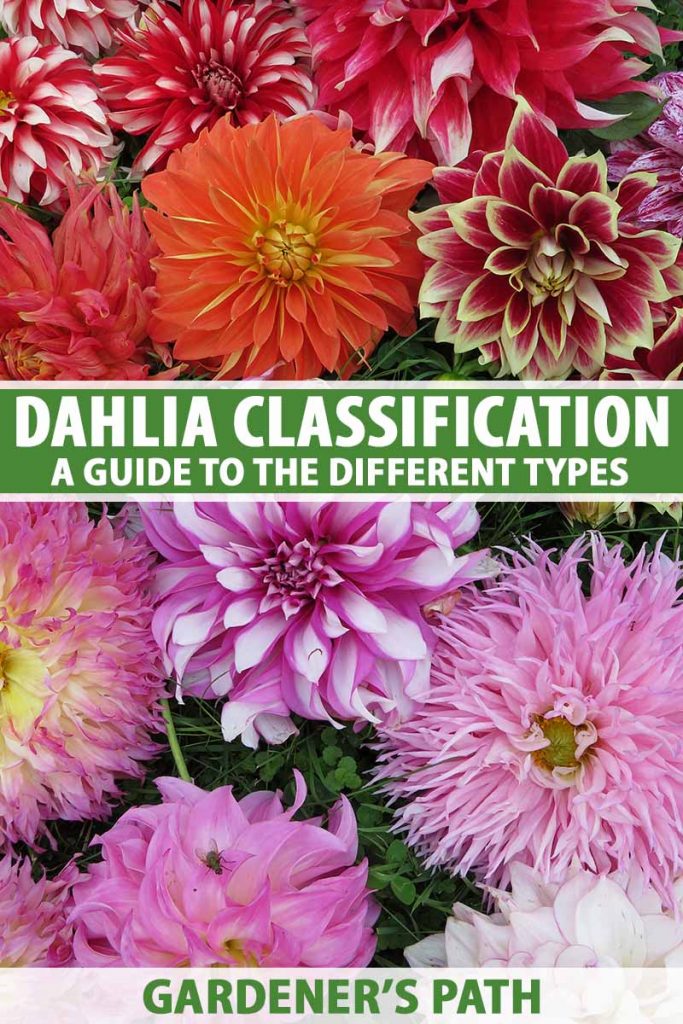 A close up vertical image of different dahlia types in a variety of different colors and forms. To the center and bottom of the frame is green and white printed text.