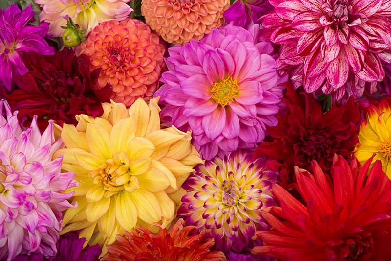 A close up horizontal image of a number of different types of dahlia flowers.