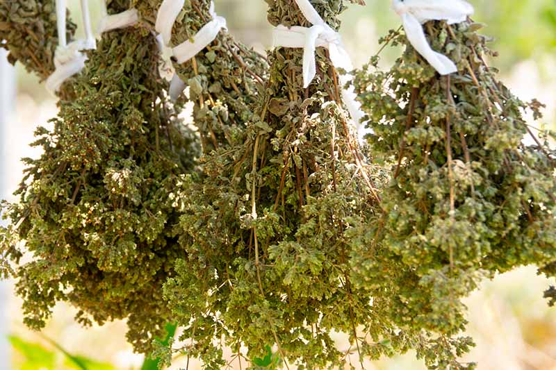 A close up horizontal image of bunches of Greek oregano (Origanum vulgare var. hirtum) hanging upside down to dry.