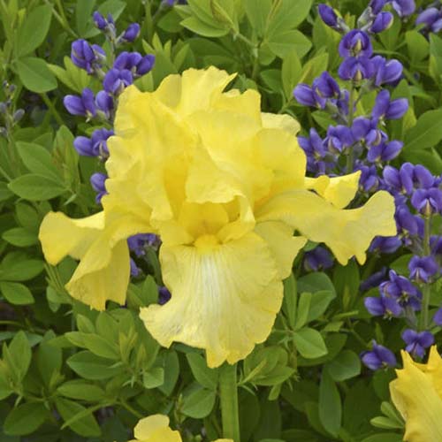 A close up square image of the bright yellow 'Harvest of Memories' iris flower with foliage and purple flowers in the background.