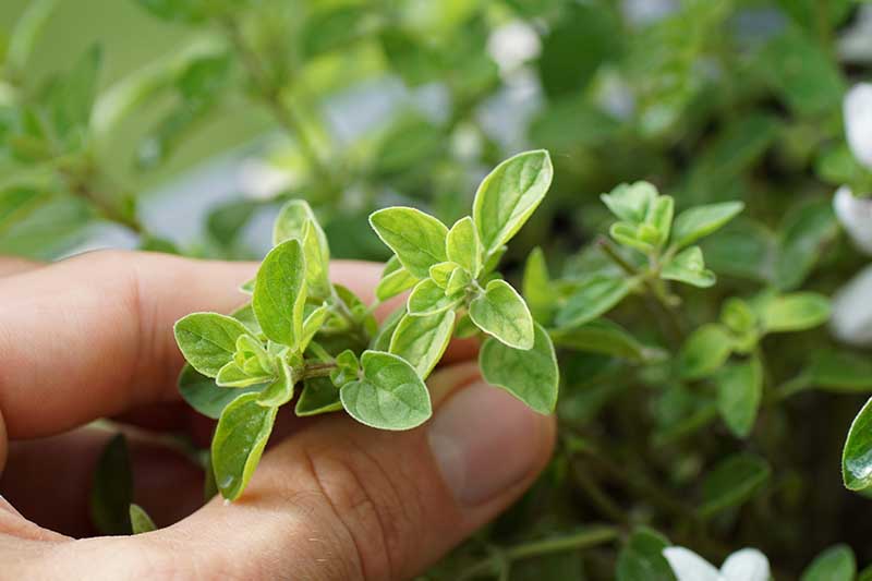 A close up horizontal image of two fingers from the left of the frame harvesting a sprig of Greek oregano from the kitchen garden.