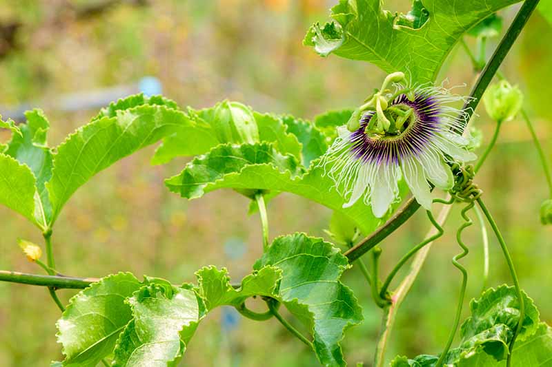 A close up horizontal image of a passionflower vine with a flower growing in the garden pictured on a soft focus background.